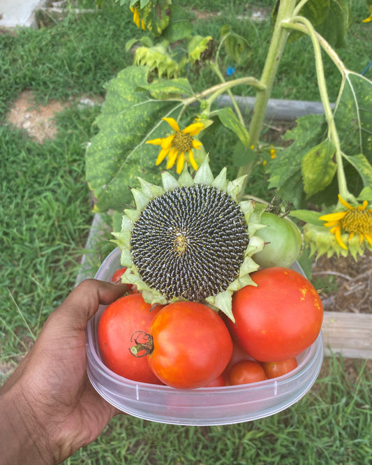 Permaculture Living: Nurturing A Sustainable Lifestyle
